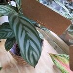Ctenanthe setosa Liść
