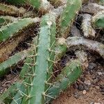 Echinocereus pentalophus পাতা