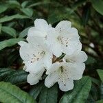 Rhododendron annae Blomma