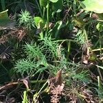 Paspalum repens Hábito
