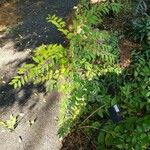 Callicarpa dichotoma Yeri