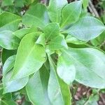Leuenbergeria quisqueyana Leaf