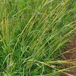 Themeda triandra Leaf