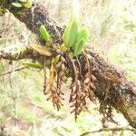Bulbophyllum elliotii Habit