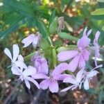 Saponaria officinalis 花