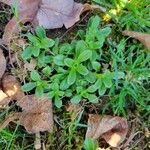 Cerastium fontanumLeaf