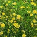 Scabiosa ochroleuca 形態