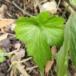 Geum aleppicum পাতা