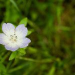 Nemophila phacelioides Цвят