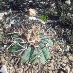 Echinocactus horizonthalonius Hábitos