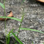 Eragrostis unioloides Blatt