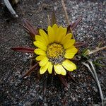 Werneria pumila Flower