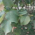 Alchornea davidii Hoja