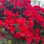 Rhododendron forrestii Žiedas