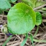 Viola odorata Feuille