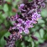 Ocimum kilimandscharicum Flor