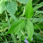 Centrosema virginianum Leaf