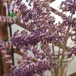 Salvia abrotanoidesΛουλούδι