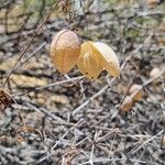 Cardiospermum halicacabumFruit