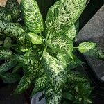 Dieffenbachia seguineŽiedas