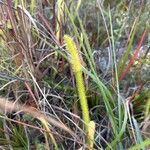 Drosera filiformis Hoja