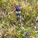 Salvia verbenaca Blüte