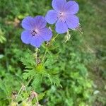 Geranium pratenseFlor