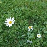 Leucanthemum ircutianum Flor