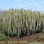 Euphorbia canariensis Plante entière