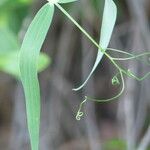 Lathyrus latifolius Leht