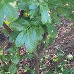 Prunus laurocerasus List