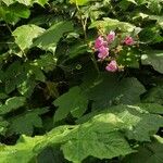 Rubus odoratus Flower