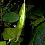 Canavalia rosea Fruit