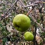 Pyrus bourgaeana Fruit
