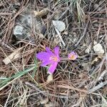 Colchicum longifolium Flower