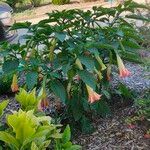 Brugmansia sanguinea Flower
