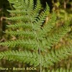 Dryopteris guanchica Other