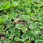 Trifolium subterraneum List