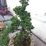 Juniperus procumbens অভ্যাস