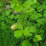 Geum aleppicum ഇല