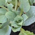 Mertensia maritima Leaf