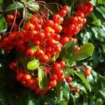 Pyracantha coccineaFruchs