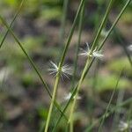 Stipagrostis ciliata Kabuk