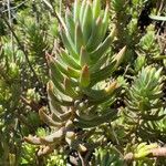 Petrosedum sediforme Liść