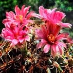Gymnocalycium baldianum Flower