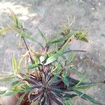 Digitaria sanguinalis Лист