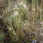 Galatella sedifolia موطن