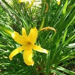 Hemerocallis lilioasphodelusफूल