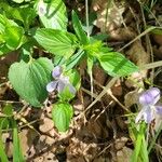 Viola elatior 花