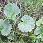 Hydrocotyle sibthorpioides Leaf